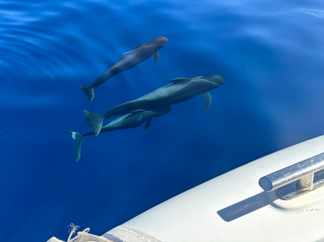 Opera 60 Luxury Charters-奥德杰海岸必去景点