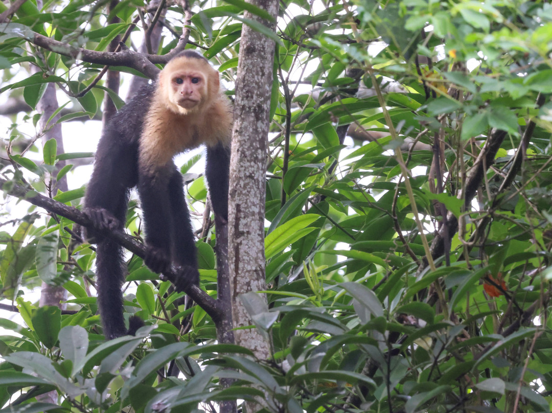 La Palapa Eco Lodge Resort主图