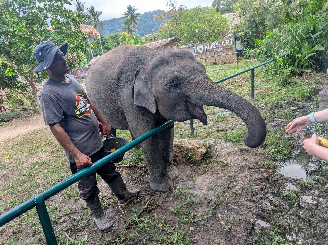 I Love Elephant Samui-Na Mueang必去景点
