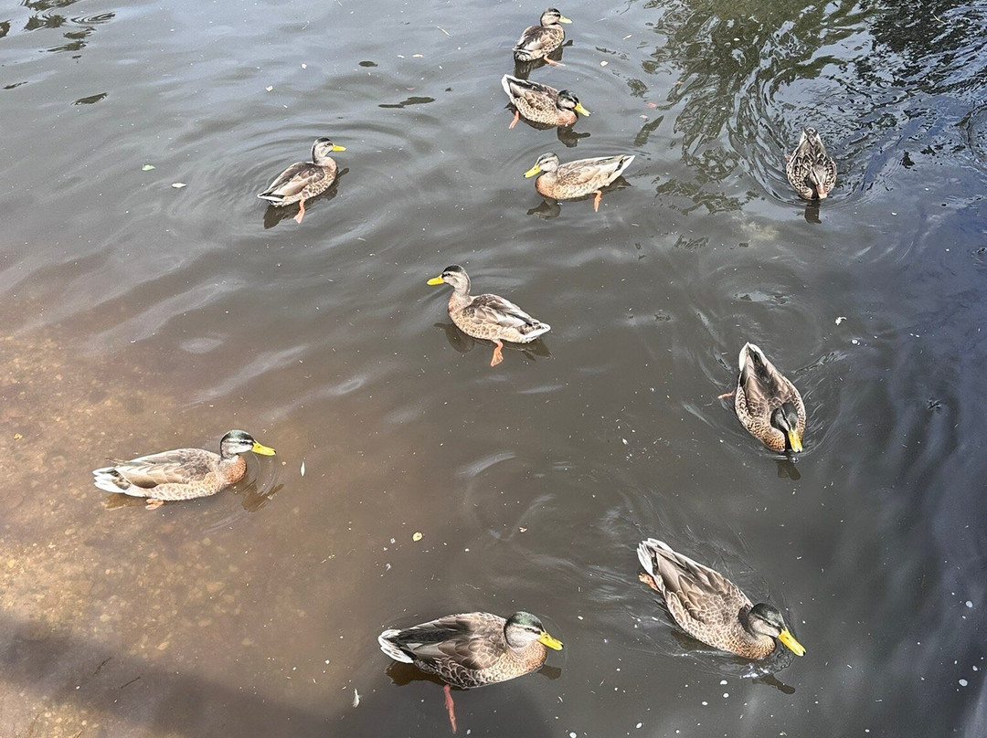 Horseshoe Falls-缪尼辛必去景点