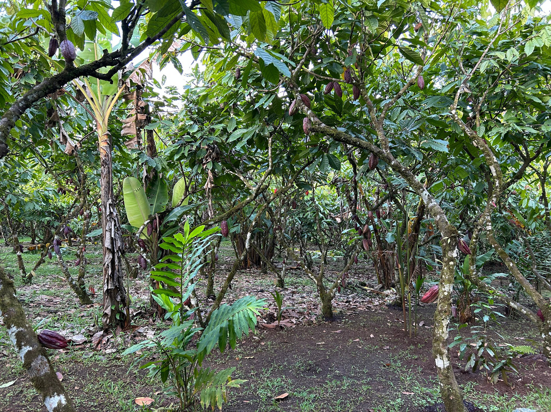 Tree Chocolate Tour-Upala必去景点