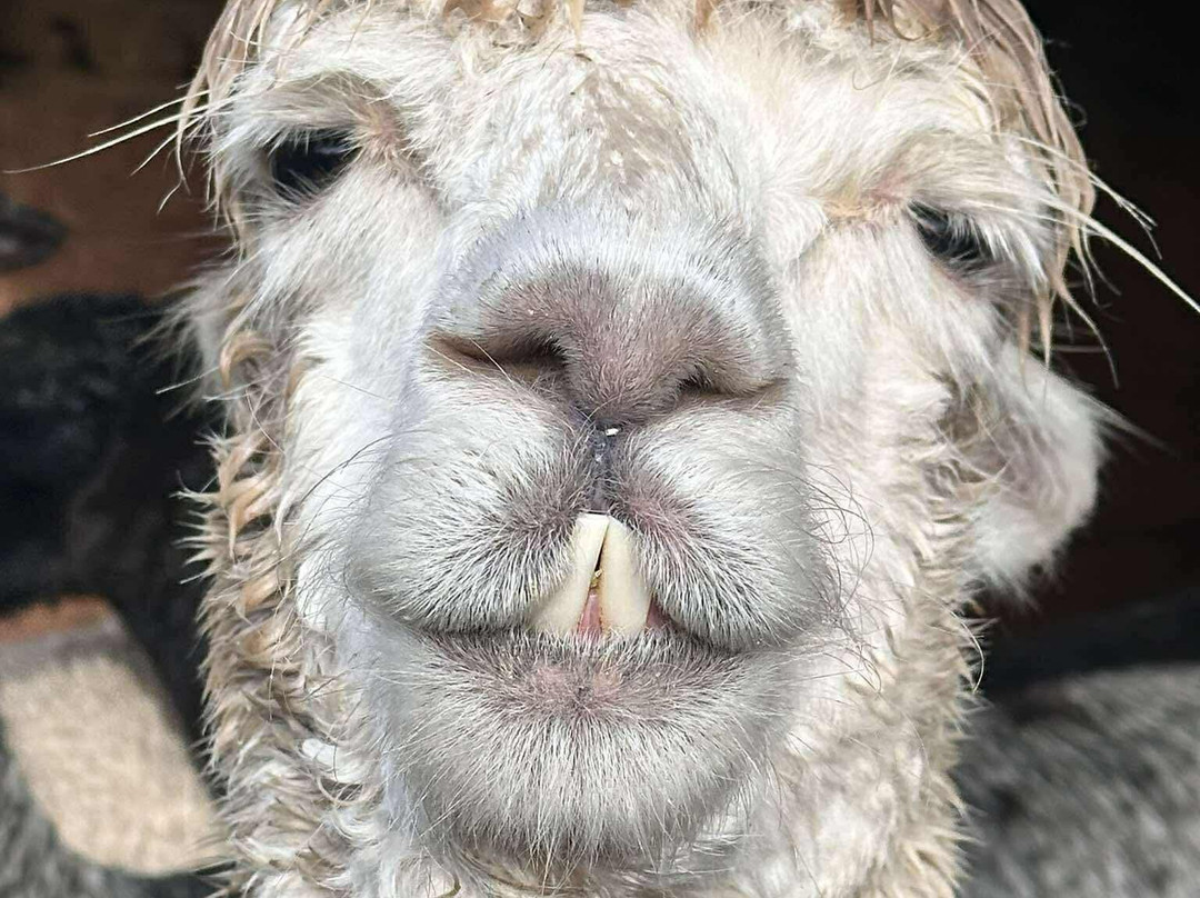 Lydford Gorge Alpacas-Lydford必去景点