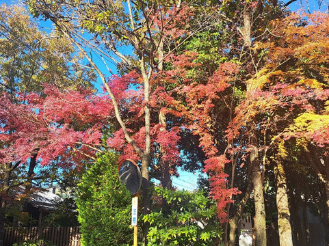 Ebisuya Yufuin-由布市必去景点