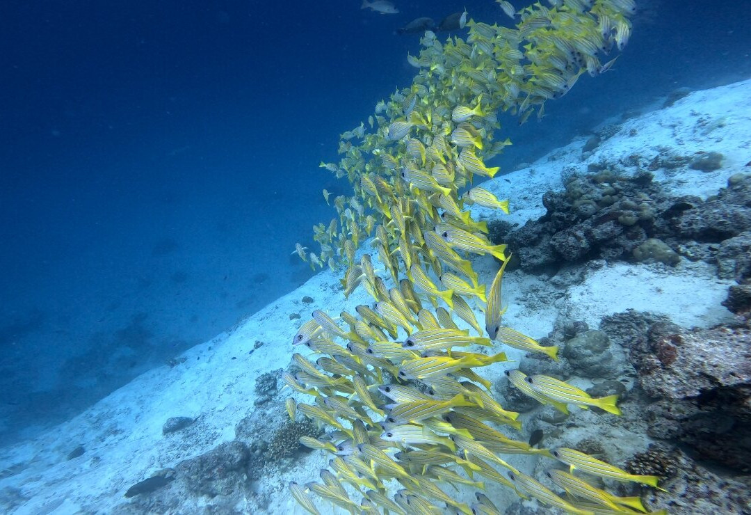 Prodivers Maldives-古丽都岛必去景点
