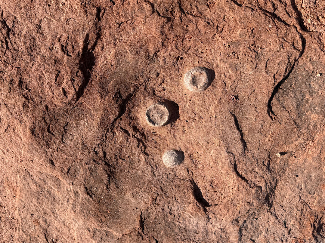 Dinosaur Tracks-蒂巴城必去景点