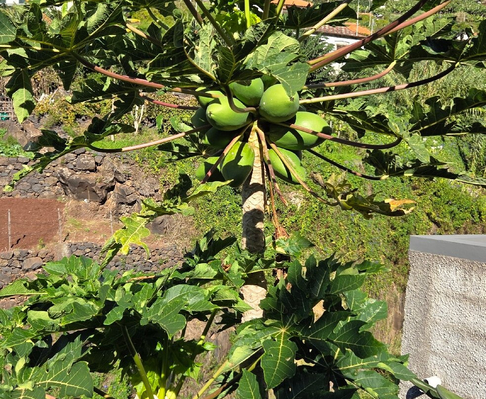 Calhau Da Lapa-Campanario必去景点