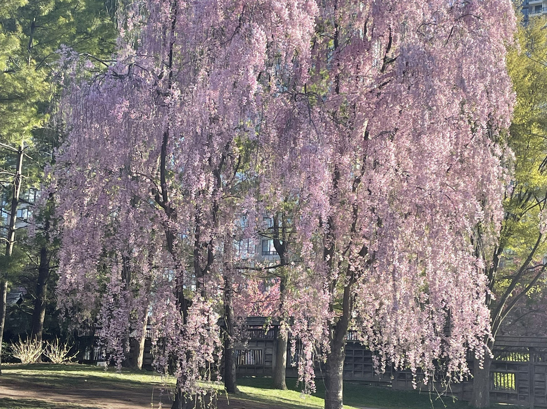 Kariya Park-米西索加必去景点