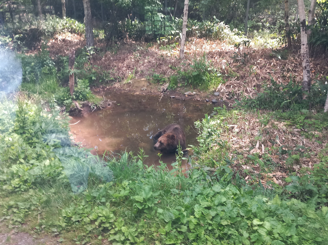 Bear Mountain Sahoro-新得町必去景点