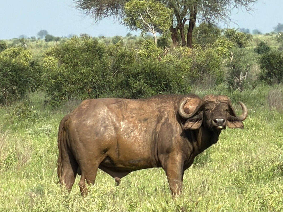 Discovery Kenya con Fragola-瓦塔木必去景点