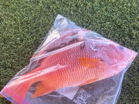 Top Shot Spearfishing-凯鲁瓦-柯纳必去景点