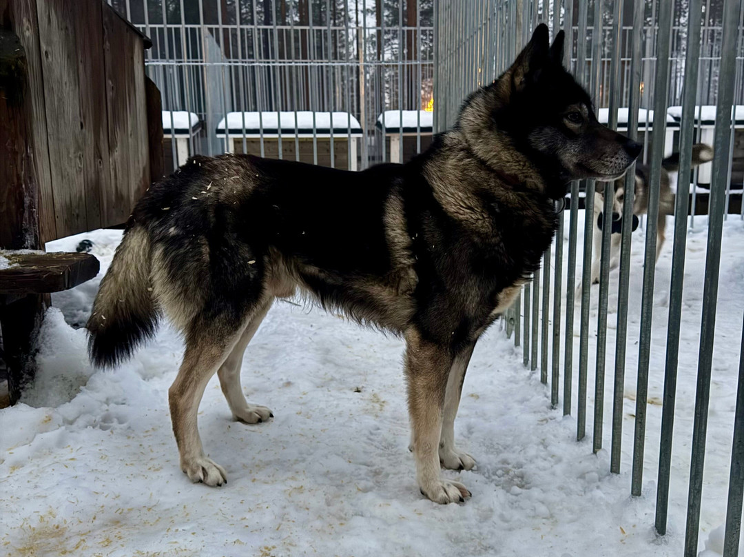 Arctic Circle Husky Park-罗瓦涅米必去景点