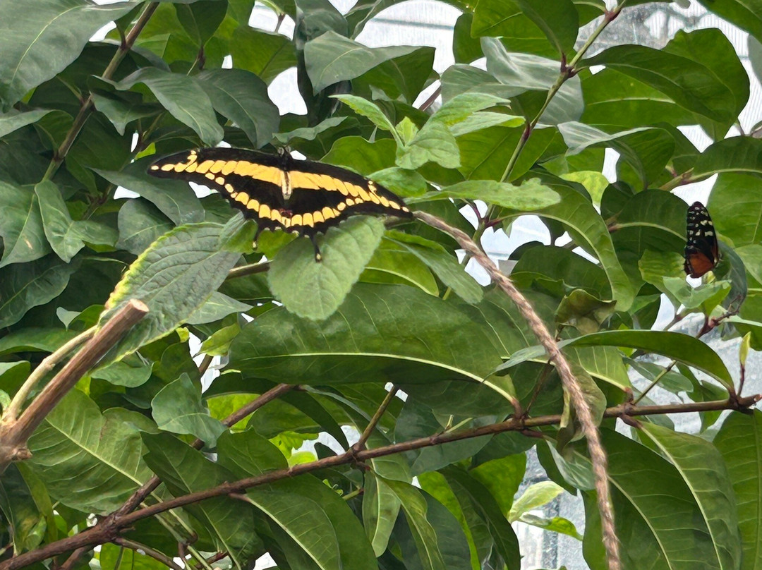 The Leaf-温尼伯必去景点