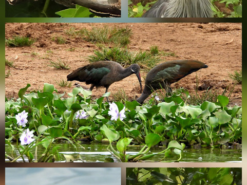 Kazinga Tours - Day Tours-坎帕拉必去景点