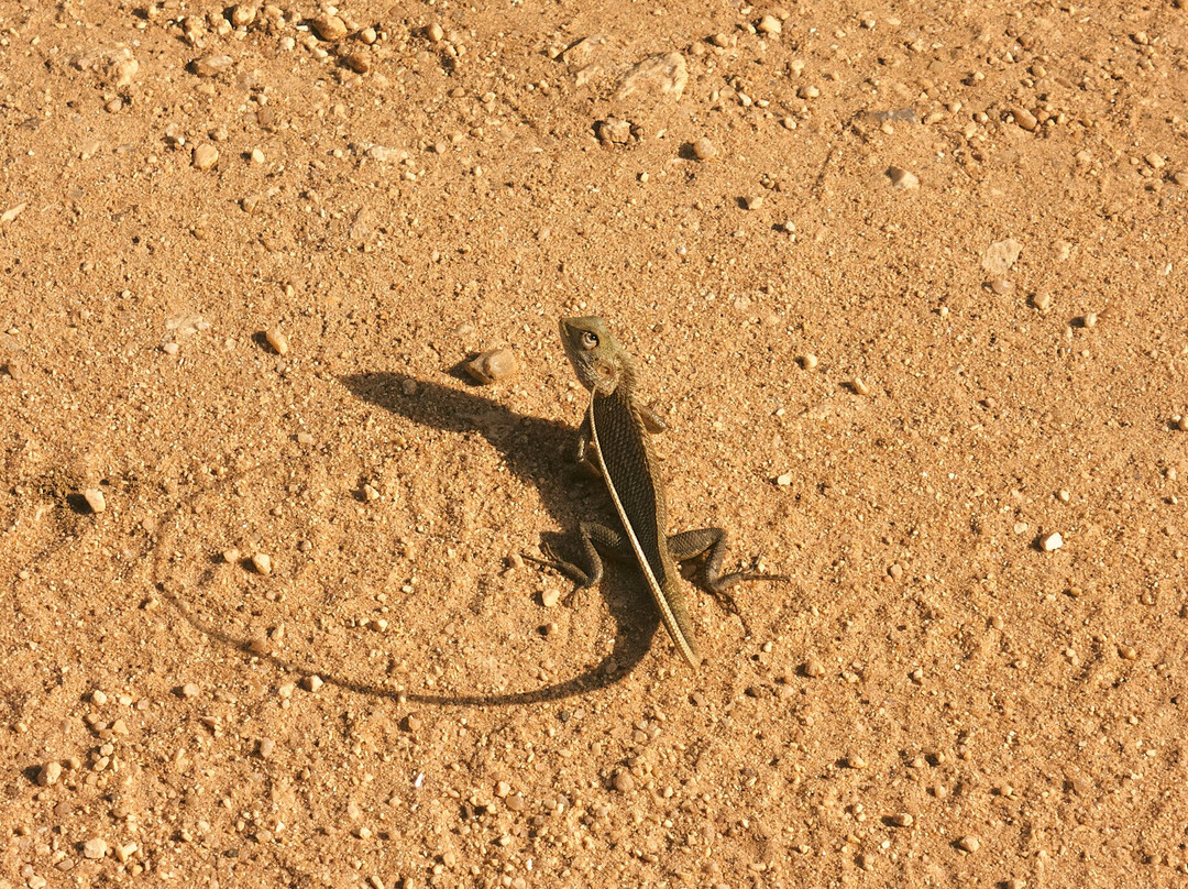 Ceylon Safari Tours-蒂瑟默哈拉默必去景点