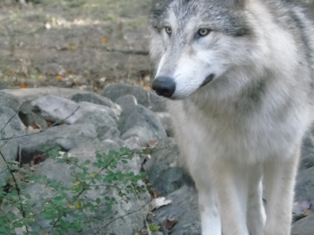 Lakota Wolf Preserve-Columbia必去景点