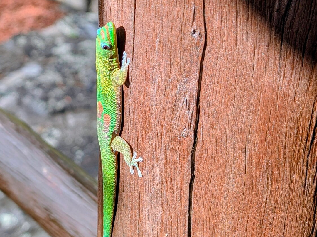 Kula Kai Caverns-海景道必去景点