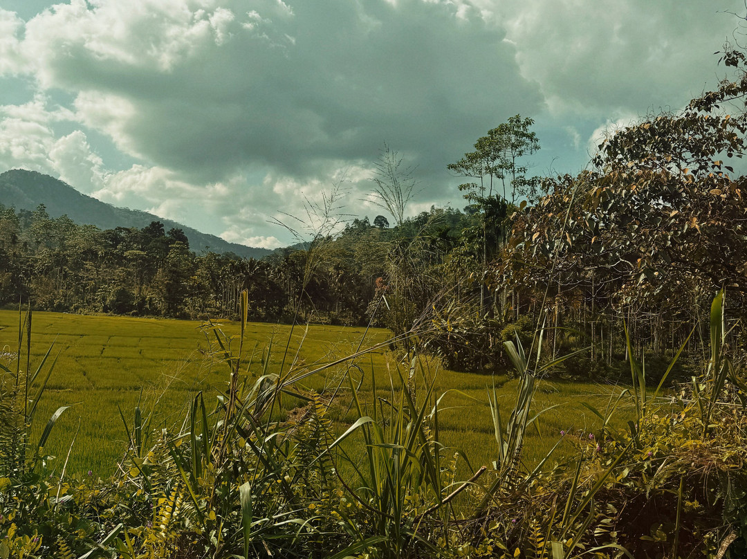 Rosewood Manor主图