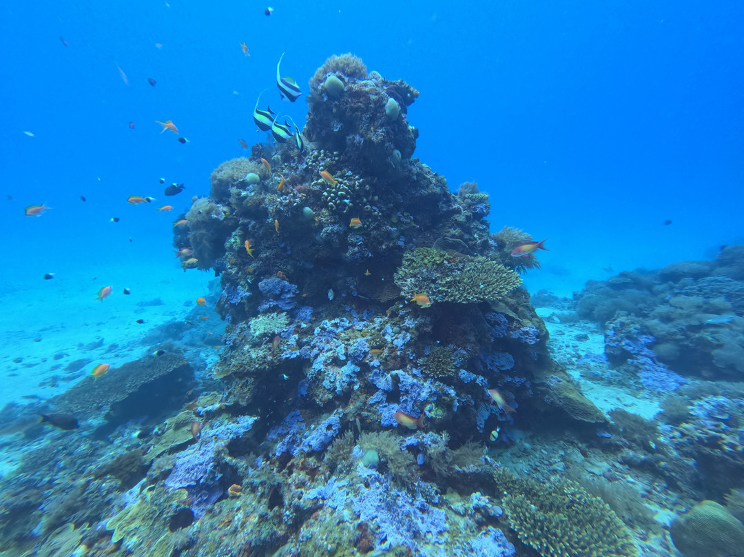 Mafia Island Diving-马菲亚岛必去景点