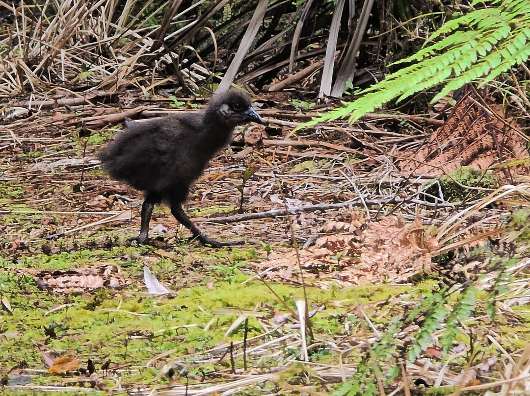 Buller Adventures-韦斯特波特必去景点