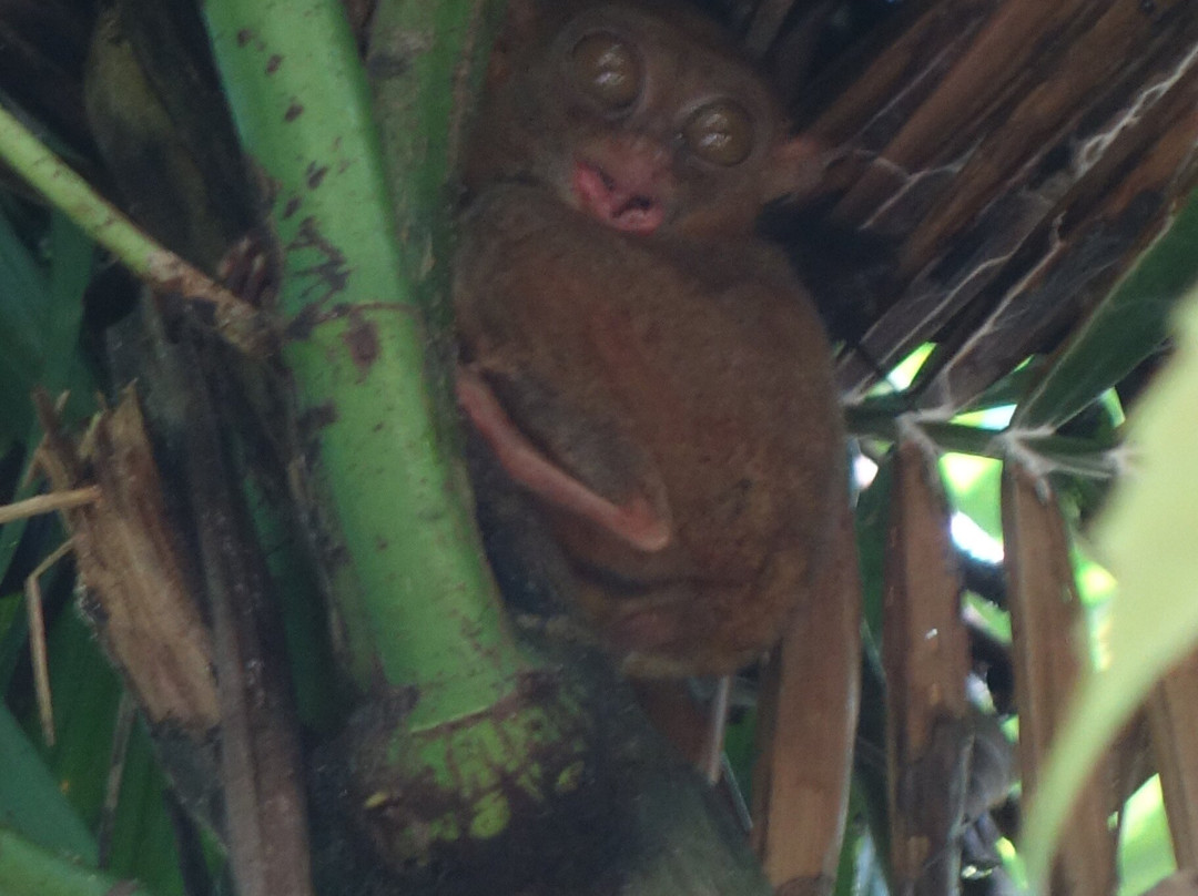 眼镜猴保护区-Bilar必去景点