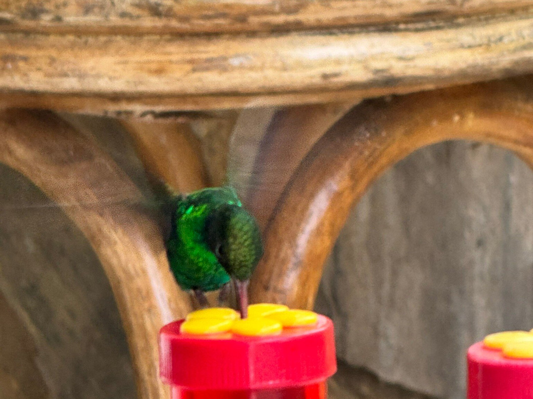 Yerette-Maracas Bay必去景点