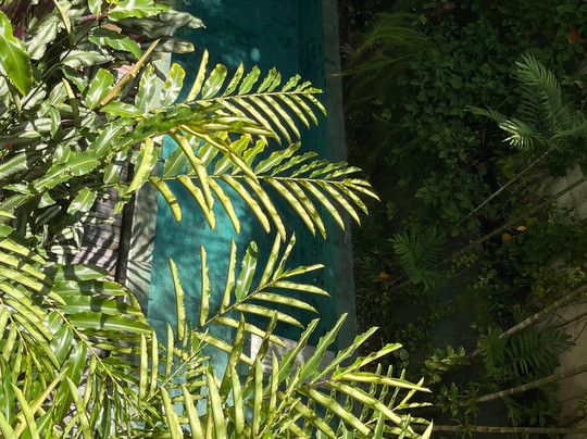 亚马逊别墅酒店主图