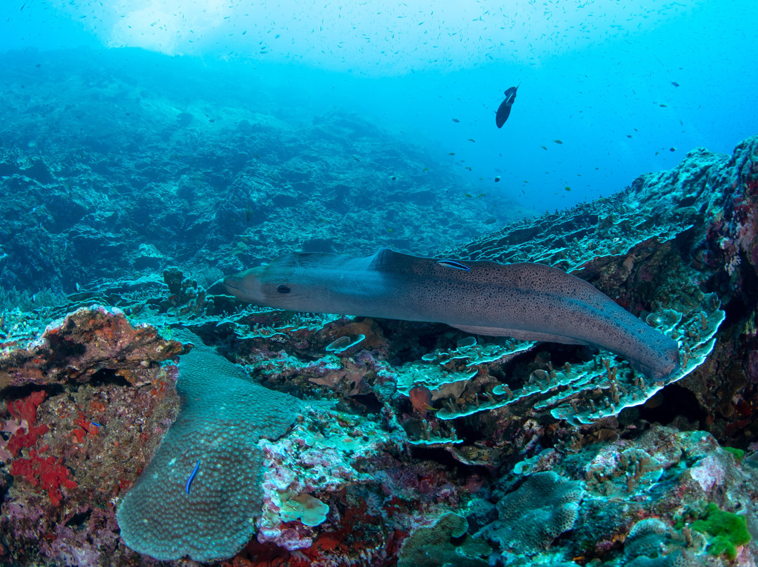 A-one Diving-拉廊必去景点