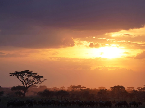 Magical Gorilla Adventures-坎帕拉必去景点