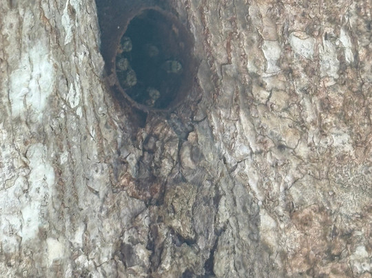 Mayan Bee Sanctuary-San Miguel de Cozumel必去景点