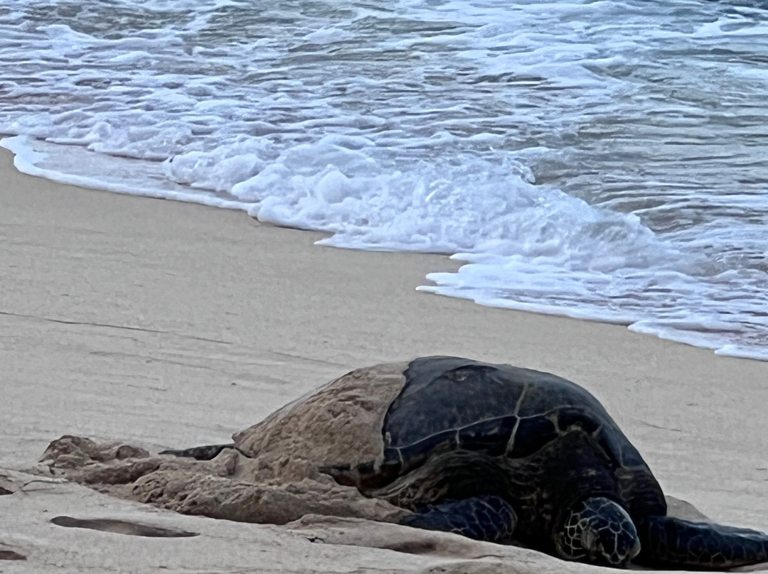 Turtle Bay-卡胡库必去景点