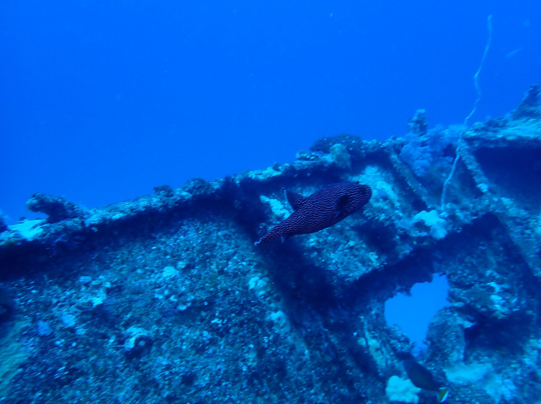 Dodo Divers Mauritius-卡罗迪勒必去景点
