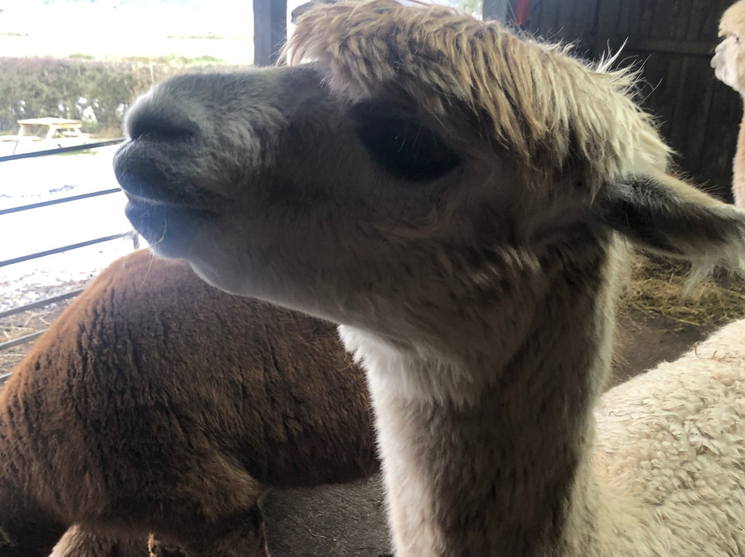 Larch Green Alpacas-格拉斯哥必去景点
