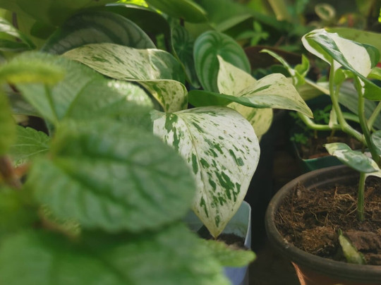 Tizardin-红地必去景点