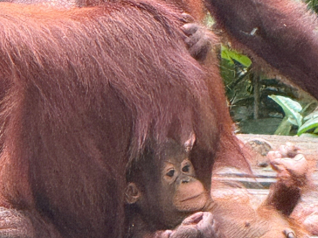 Orangutan House Boat Tour-Kumai必去景点