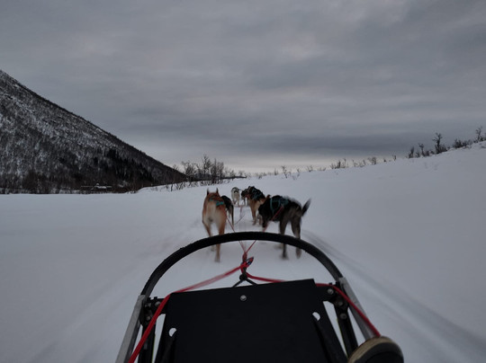 Kvaløya Husky-特罗姆瑟必去景点