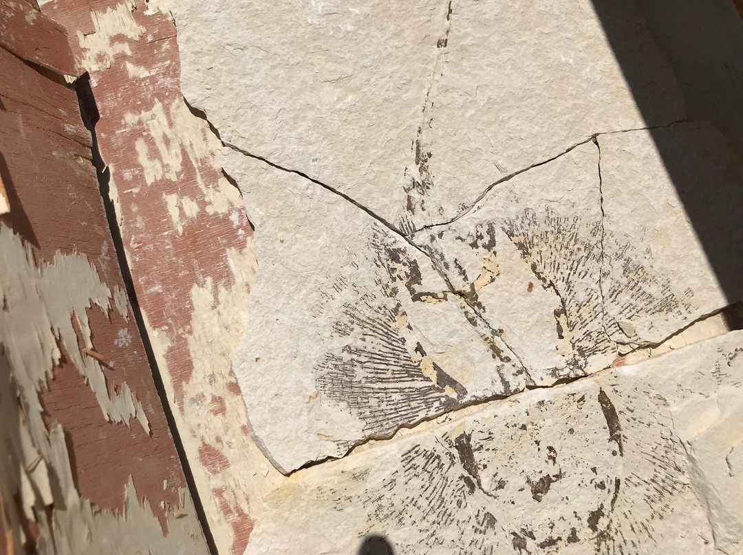 In Stone Fossils-Kemmerer必去景点