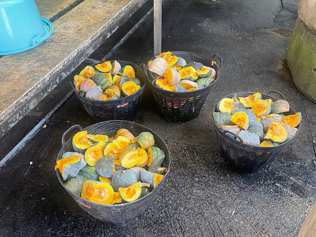 Elephant Haven-柿约必去景点