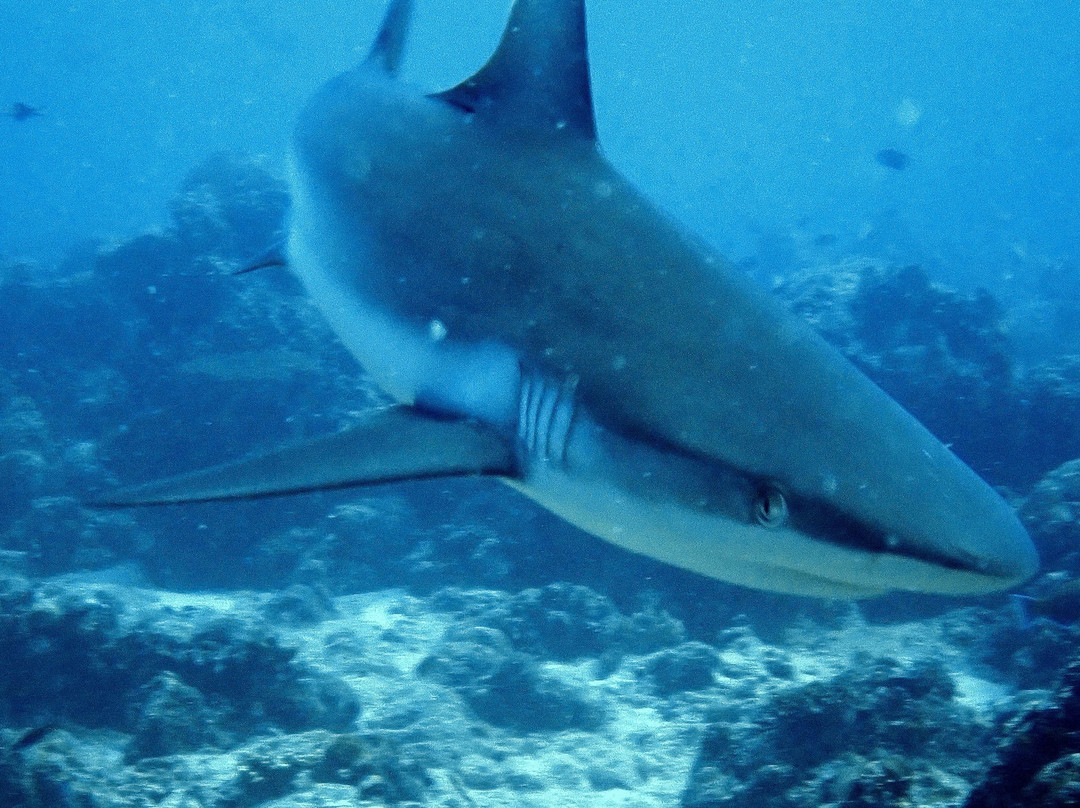 DivePoint Guraidhoo-康杜玛岛必去景点