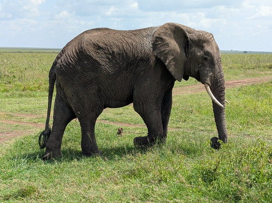 Shidolya Tours and Safari-阿鲁沙必去景点