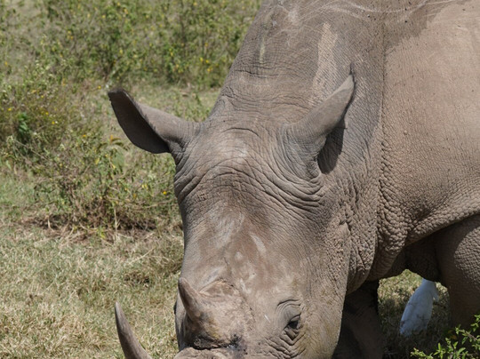 Watamu Diego Safari Day Tours-瓦塔木必去景点