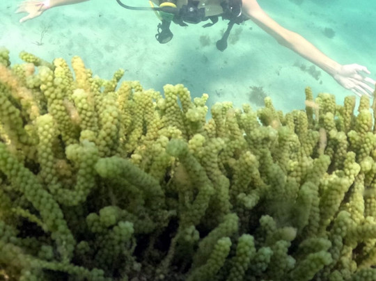 Maracajaú Diver-Maracajau必去景点