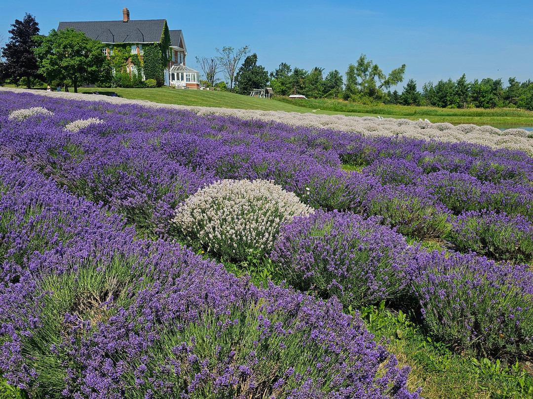 Purple Hill Lavender-Creemore必去景点