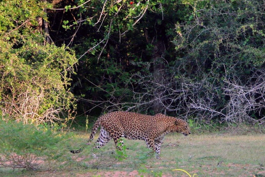 Travel With Asanka-康提必去景点