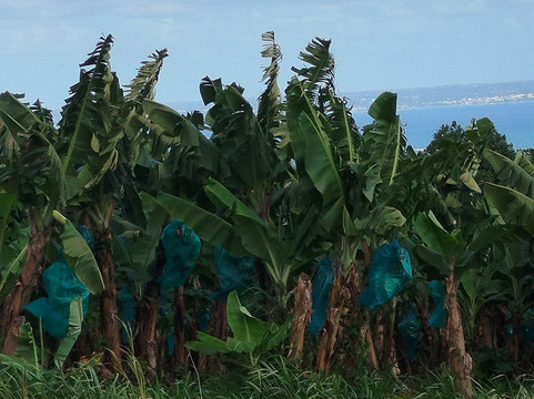 Plantation Grand Café-Capesterre-Belle-Eau必去景点