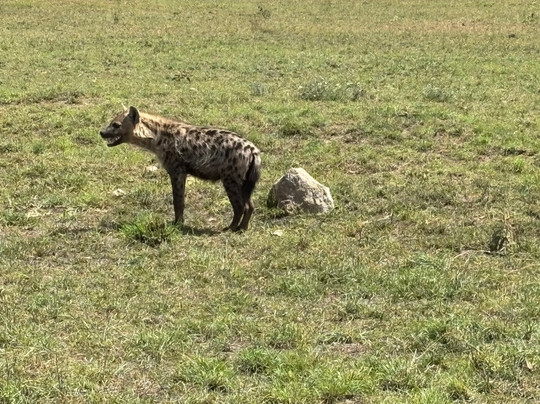 Monkey Adventures-莫西必去景点
