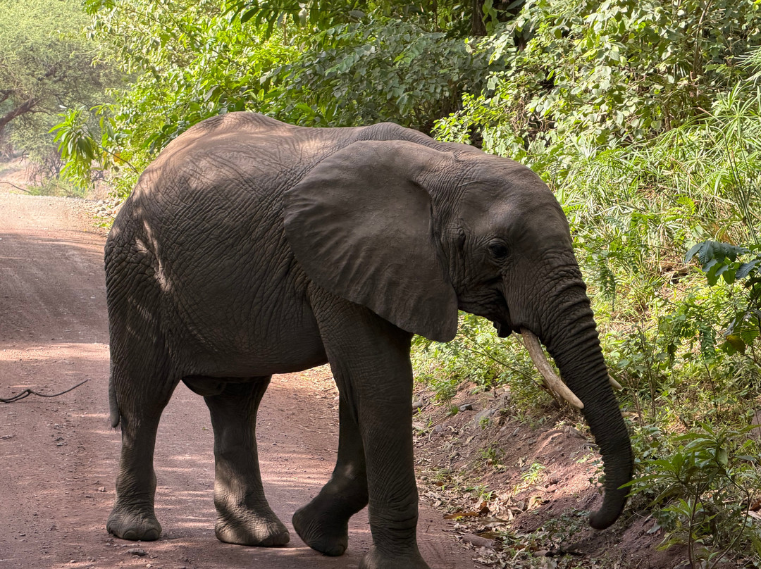 Zara Tanzania Adventures-莫西必去景点
