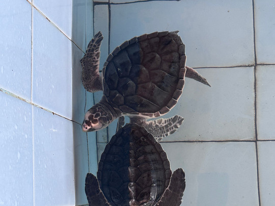 Sea Turtle Village-沙努尔必去景点