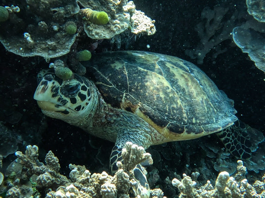 Luau Beach Inn Maldives主图