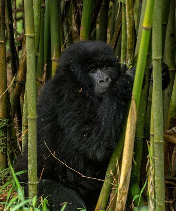 Gecko Safaris Rwanda - Day Tours-吉佳利必去景点