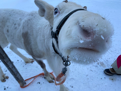 Ruka Adventures-库萨莫必去景点